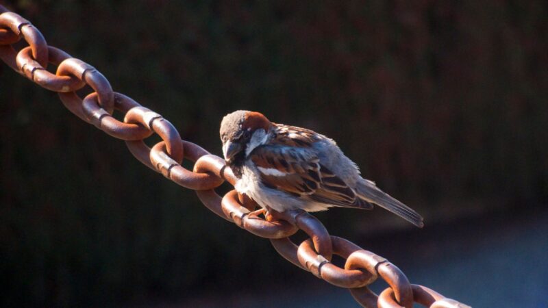 Bird Gels and Slides