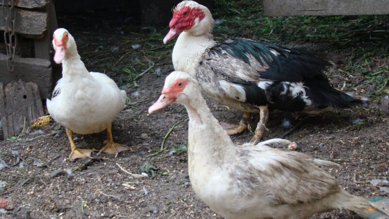 Can Muscovy Ducks Spread Disease to Humans