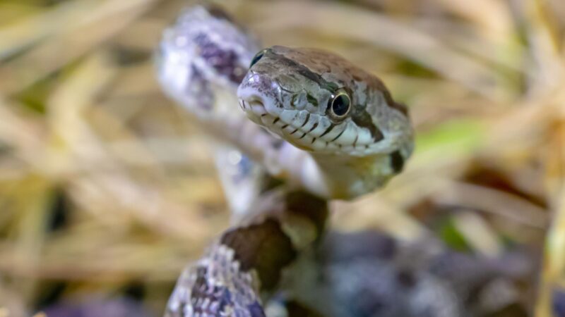 Do Black Rat Snakes Make Good Pets