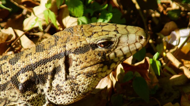 Facts About Argentine Black and White Tegus