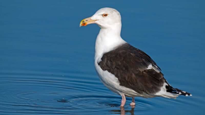 Great Black-backed Gull