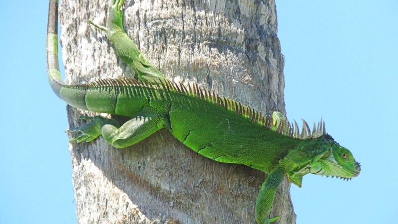 Green Iguanas Damages in Property