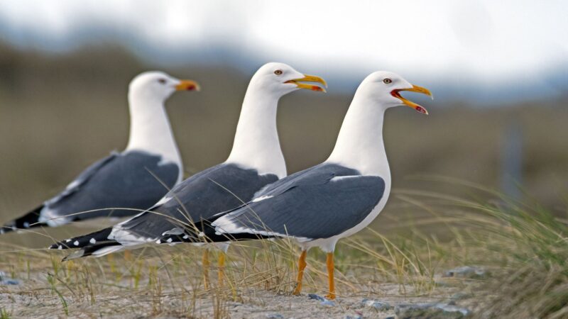 Herring Gull