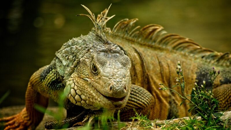 How Big Will Green Iguanas Get