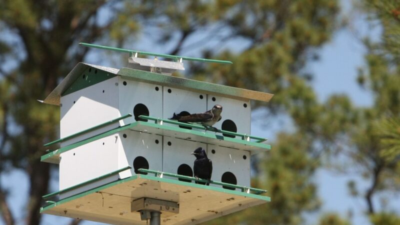 How Do You Keep Purple Martins Away