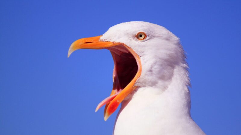 How Do You Stop Seagulls From Attacking You