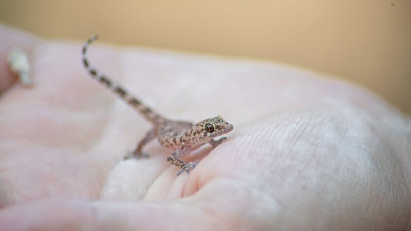 How to Catch a Mediterranean House Gecko