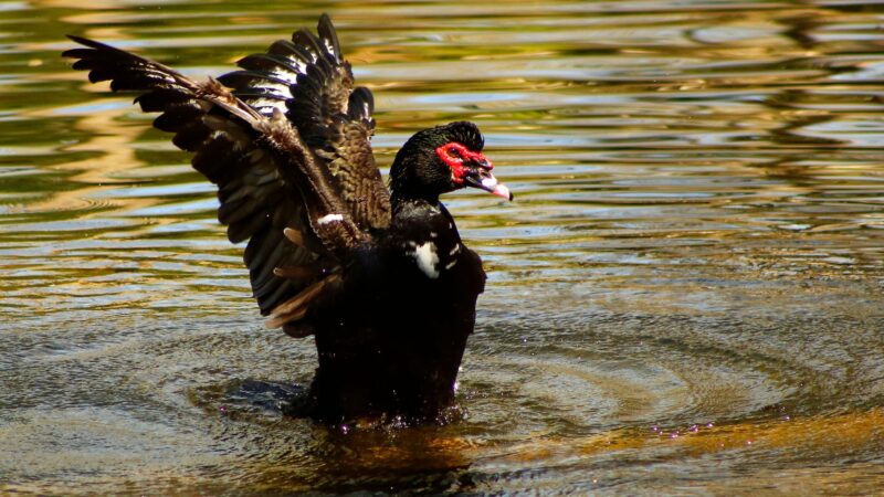 How to Chase Muscovy Ducks From My Property