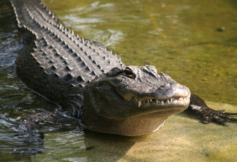 How to Get Rid of Alligators