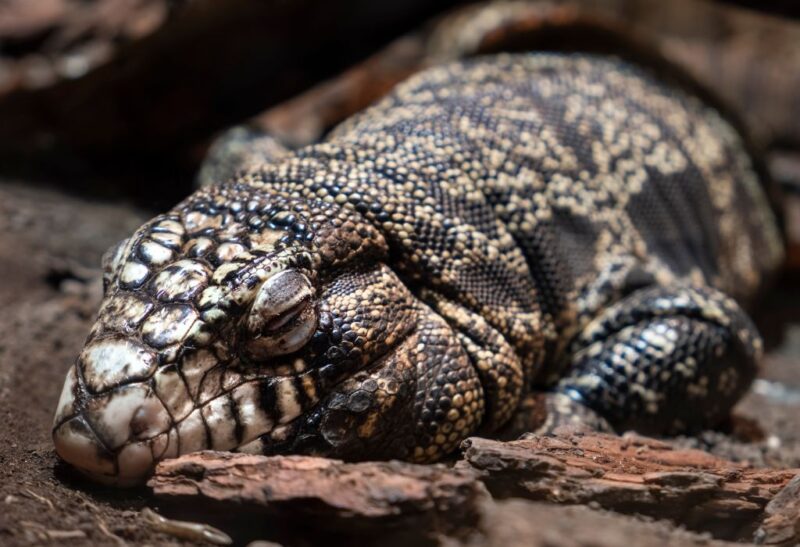 How to Get Rid of Argentine Black and White Tegus