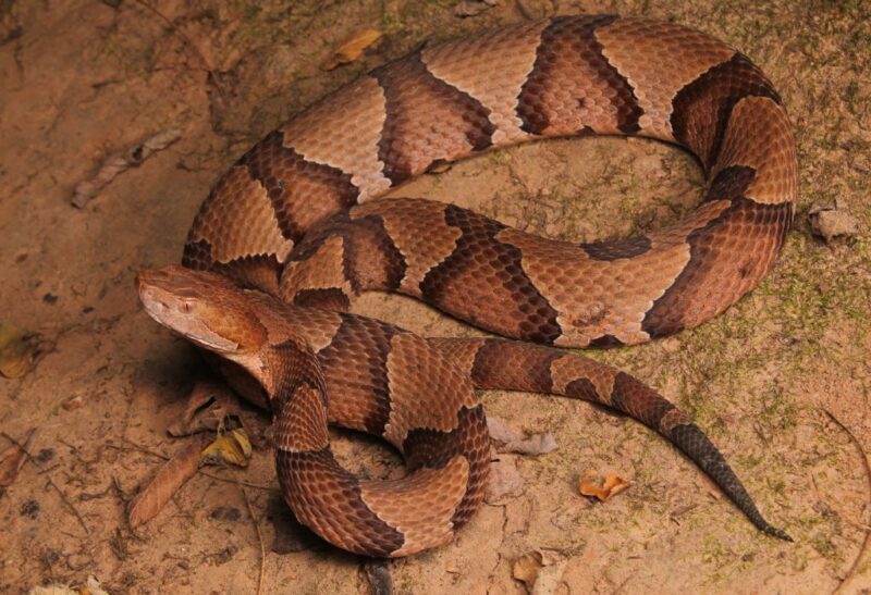 How to Get Rid of Copperheads