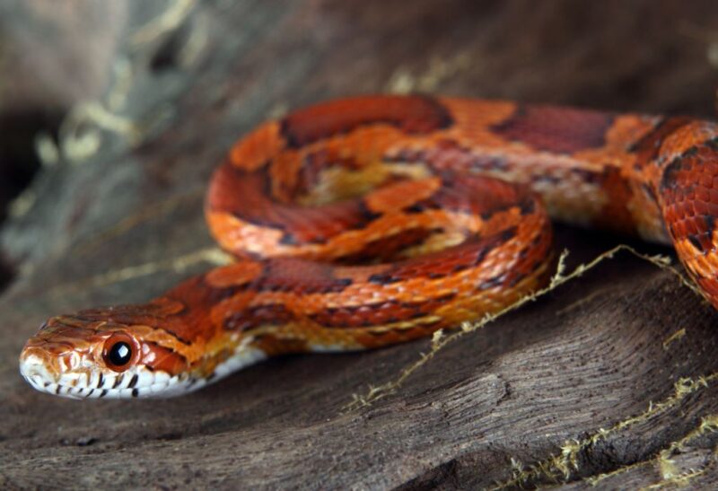 How to Get Rid of Corn Snakes Featured
