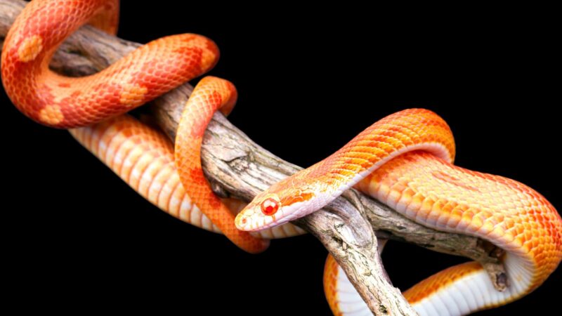 How to Get Rid of Corn Snakes