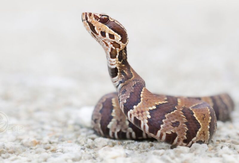 How to Get Rid of Cottonmouth Snakes