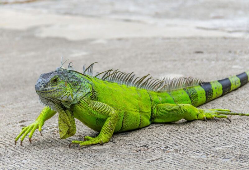How to Get Rid of Green Iguanas