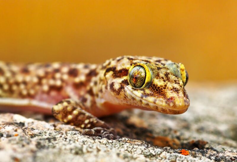 How to Get Rid of Mediterranean House Gecko