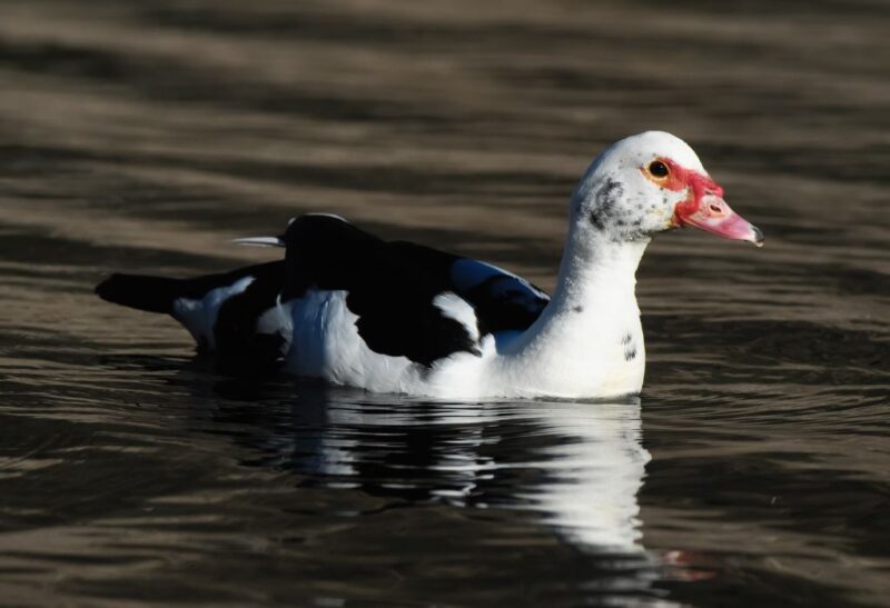 How to Get Rid of Muscovy Ducks