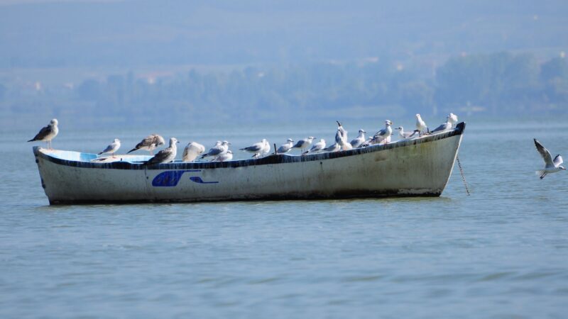 How to Get Rid of Seagulls on Boats