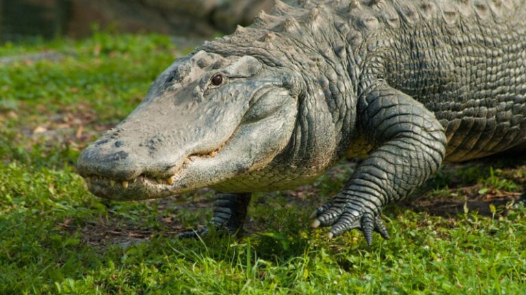 How to Get Rid of Alligators | Safety Measures and Removal Methods ...