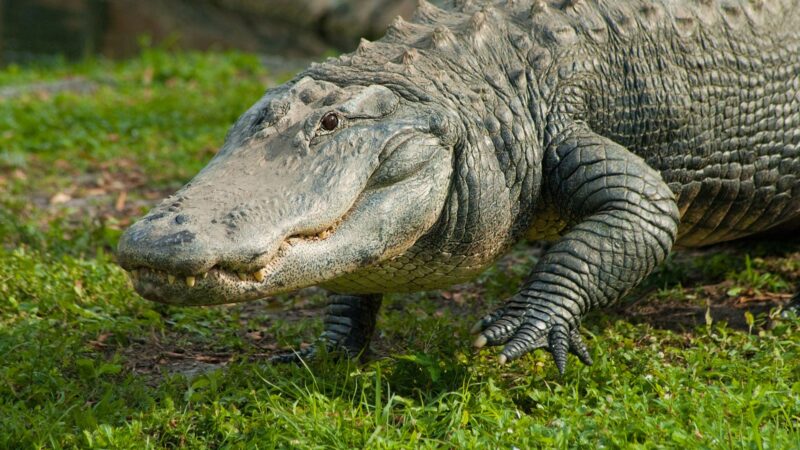 How to Keep American Alligators Away From House