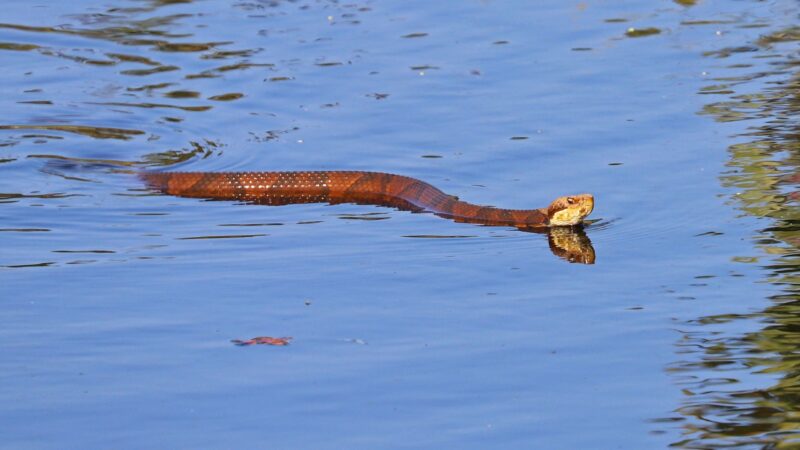 How to Keep Cottonmouths From Coming Back