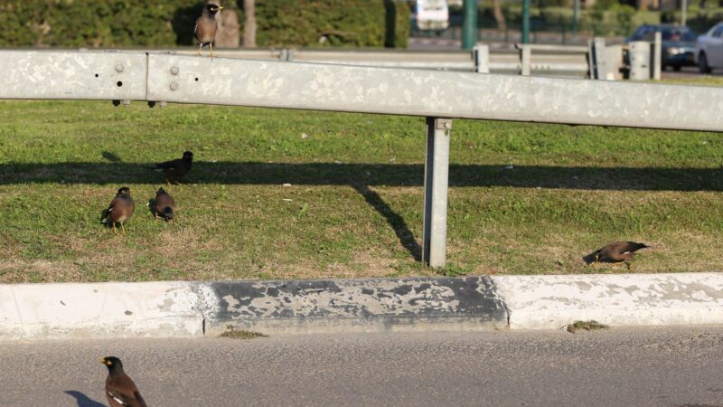 How to Manage Myna Birds Infestation