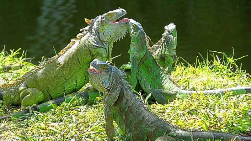 How to Prevent Green Iguanas in the Future