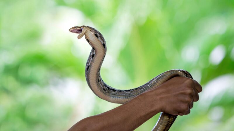 How to Trap Copperhead Snakes