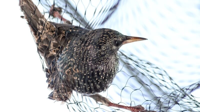 How to Trap Myna Birds