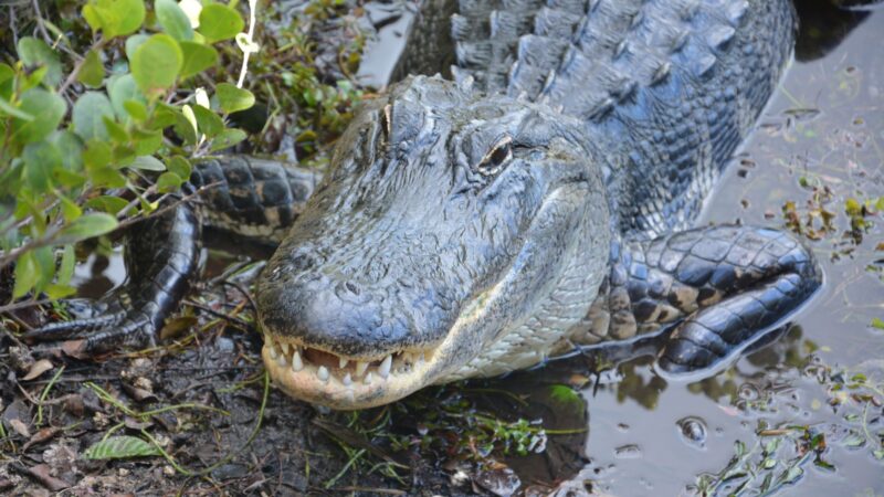 Is It Legal to Kill Alligators