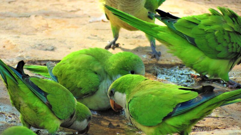 Problems With Aggressive Monk Parakeets