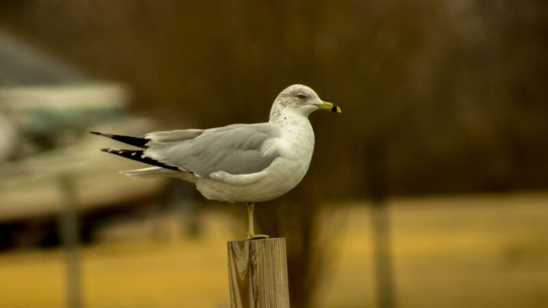 Ring-billed Gull