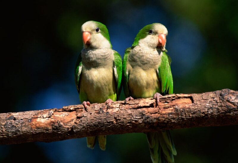 Should I Get Rid of Monk Parakeets Featured