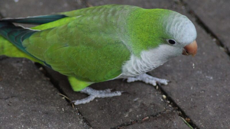 Should I Get Rid of Monk Parakeets