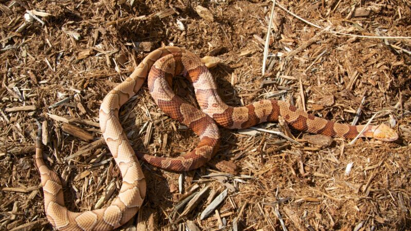 Should You Try Killing a Copperhead Snake