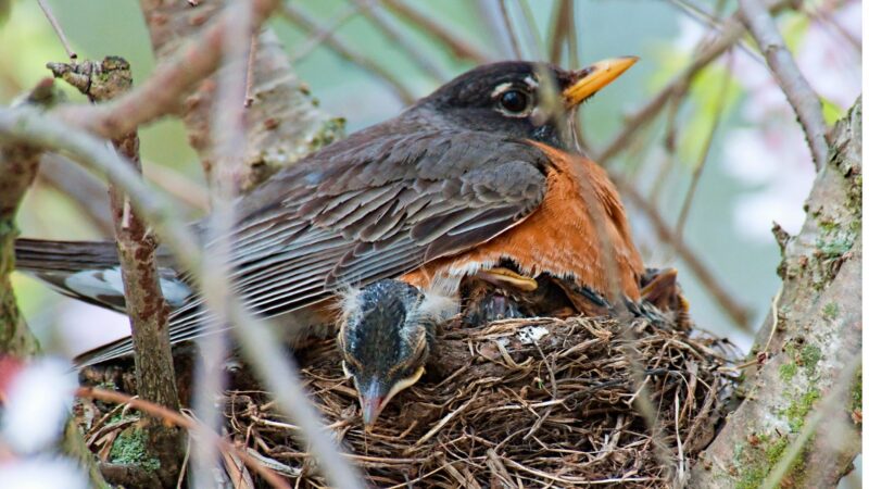 Signs & Causes of Robins Nesting Near Your Home