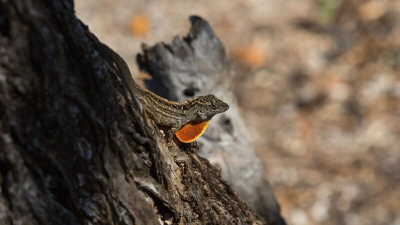 Signs of Brown Anole Lizards Infestation