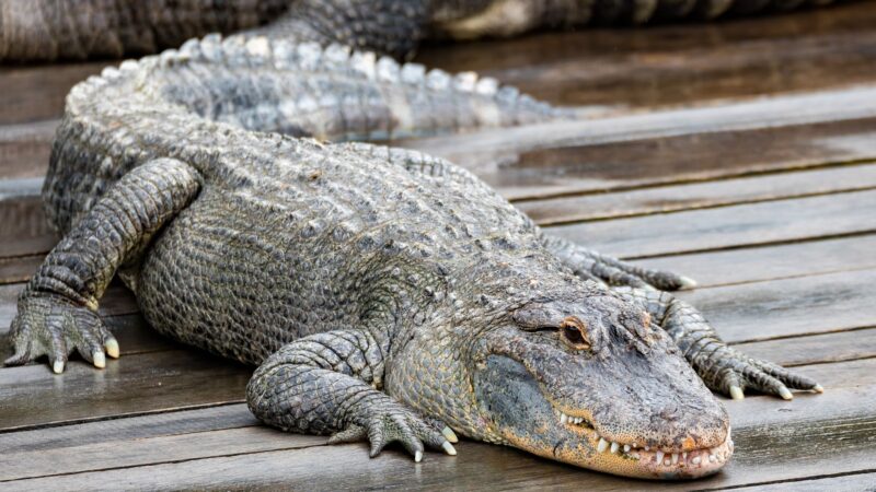 What Are American Alligators