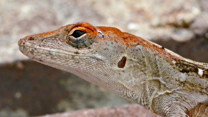 What Are Brown Anole Lizards