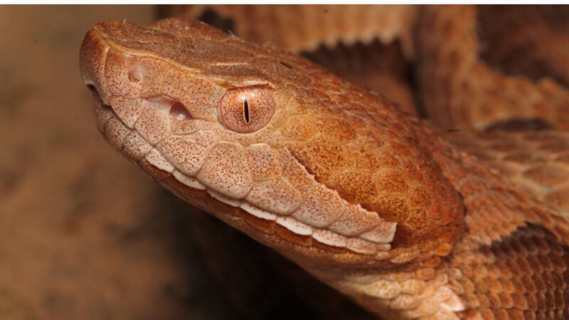 What Are Copperhead Snakes