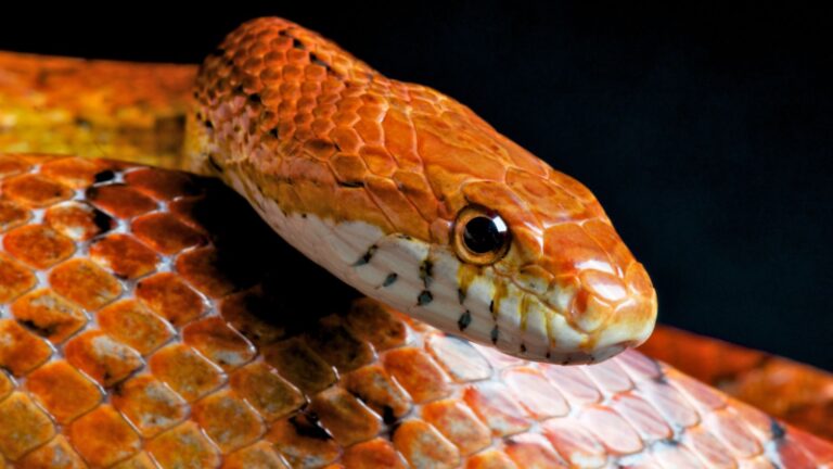 How to Get Rid of Corn Snakes | What Makes Them Aggressive? - Pest Samurai