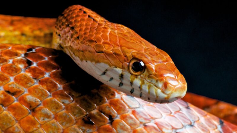 What Are Corn Snakes