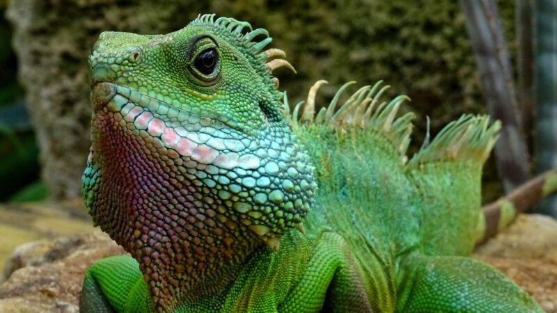 What Are Green Iguanas