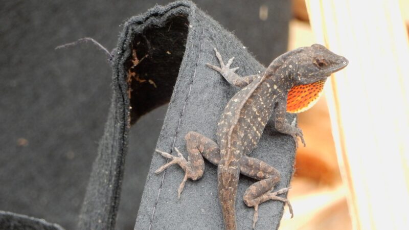 What Attracts Lizards in the House and Yard