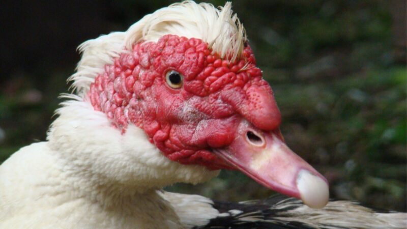 What Do Muscovy Ducks Hate The Most
