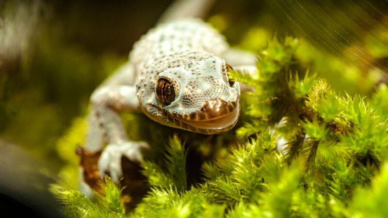 What Is Mediterranean House Gecko