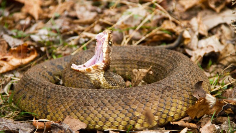 What Is The Largest Cottonmouth Snake Ever Recorded