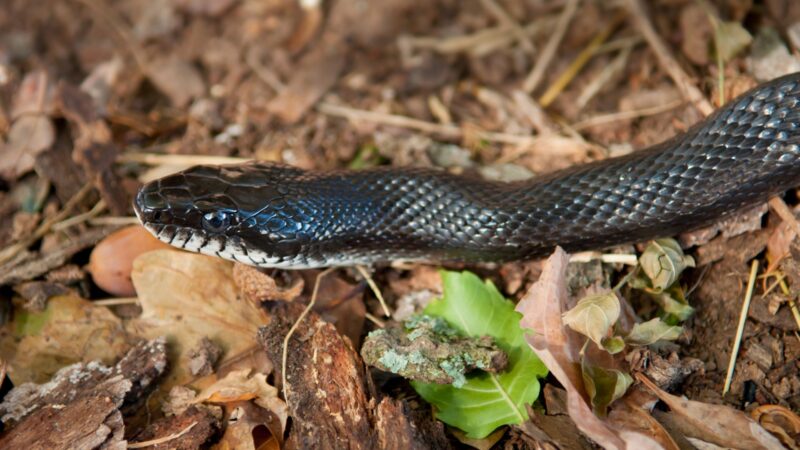 What Is a Black Rat Snake