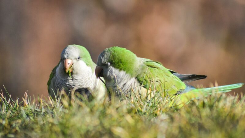 What Is a Monk Parakeet