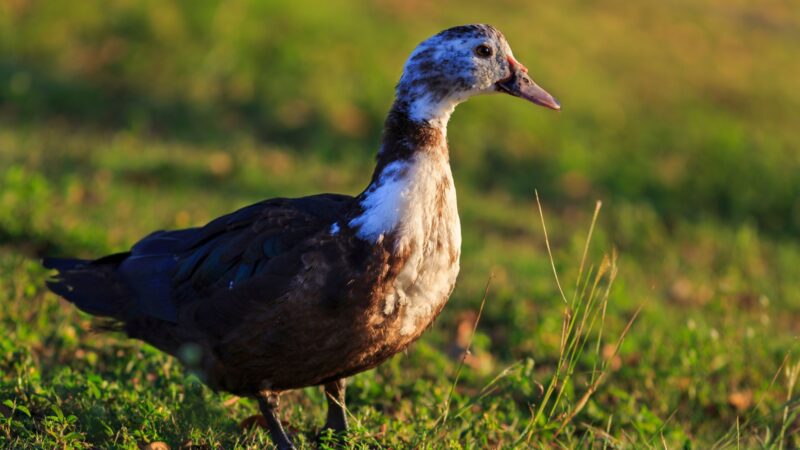 What Is a Muscovy Duck